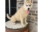 Siberian Husky Puppy for sale in Grabill, IN, USA