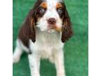 English Springer Spaniel Puppy for sale in Nicholls, GA, USA