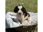 English Springer Spaniel Puppy for sale in Nicholls, GA, USA