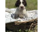 English Springer Spaniel Puppy for sale in Nicholls, GA, USA