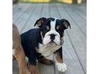 Bulldog Puppy for sale in Cleveland, TN, USA