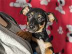 Pencil, Miniature Pinscher For Adoption In Fresno, California