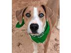 Ryker, Terrier (unknown Type, Medium) For Adoption In Ozark, Alabama