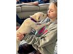 Lucy, Patterdale Terrier (fell Terrier) For Adoption In Nanuet, New York