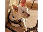 Trixie, Australian Terrier For Adoption In Aurora, Colorado