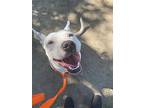 Torchy (courtesy Post), American Pit Bull Terrier For Adoption In Aurora
