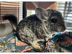 Miss Houdini, Chinchilla For Adoption In Sunnyvale, California