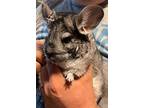 Chianti, Chinchilla For Adoption In Sunnyvale, California