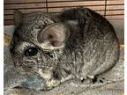 Small, Chinchilla For Adoption In Sunnyvale, California