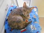 Bridget, Domestic Shorthair For Adoption In Baton Rouge, Louisiana