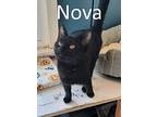 Nova, Domestic Shorthair For Adoption In Mountain View, Arkansas