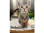 Nebula, Domestic Shorthair For Adoption In Mountain View, Arkansas