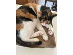 Fawn, Calico For Adoption In Sugar Land, Texas