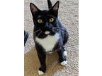 Tilly, Domestic Shorthair For Adoption In Baton Rouge, Louisiana