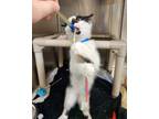 Ham, Domestic Shorthair For Adoption In West Bloomfield, Michigan