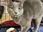 Taco, Domestic Shorthair For Adoption In Bossier City, Louisiana