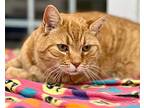 Charlie, Domestic Shorthair For Adoption In Cumberland, Maine