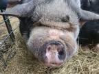 Adopt Scooter a Pig