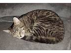 Genni, American Shorthair For Adoption In Olive Branch, Mississippi