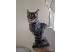 Adopt Meatball (OUT ON TRIAL!) a Domestic Short Hair, Tabby
