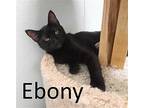 Ebony, Domestic Shorthair For Adoption In Mountain View, Arkansas