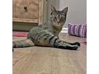 Tabatha, Domestic Shorthair For Adoption In S. Ozone Park, New York