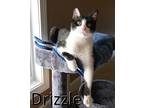 Drizzle, Domestic Shorthair For Adoption In Mountain View, Arkansas
