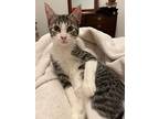 Miss Priss, Domestic Shorthair For Adoption In Sugar Land, Texas