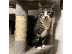 Zeus, Domestic Shorthair For Adoption In Toms River, New Jersey