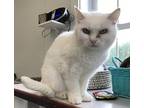 Oleander, Domestic Shorthair For Adoption In Cumberland, Maine