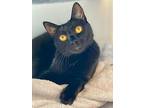 Lilo, Domestic Shorthair For Adoption In Cumberland, Maine
