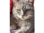 Katniss !!!, Domestic Shorthair For Adoption In San Diego, California