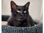 Jag, Domestic Shorthair For Adoption In Cumberland, Maine