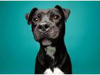 Adopt Boogie a Pit Bull Terrier