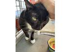 Mario, Domestic Shorthair For Adoption In S. Ozone Park, New York