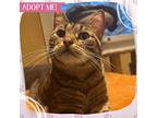 Syrah, Domestic Shorthair For Adoption In Toms River, New Jersey