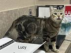 Lucy Loo, American Shorthair For Adoption In Mansfield, Texas