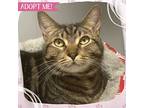 Jim, Domestic Shorthair For Adoption In Toms River, New Jersey