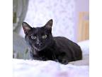Dixie, Domestic Shorthair For Adoption In S. Ozone Park, New York