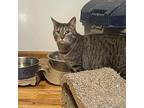 Fiesta, Domestic Shorthair For Adoption In Toms River, New Jersey