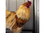 Adopt Luke Sky-Squawker a Chicken