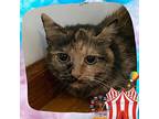 Oblina, Domestic Shorthair For Adoption In Toms River, New Jersey
