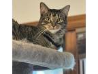 Alex, Domestic Shorthair For Adoption In Toms River, New Jersey