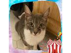 Sterling, Domestic Shorthair For Adoption In Toms River, New Jersey