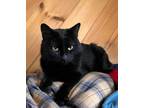 Adopt Snuggle Steve a American Shorthair