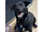 Adopt Olaf (Blue Collar) a Shepherd, Mixed Breed