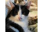 Toodaloo, Domestic Shorthair For Adoption In Toms River, New Jersey