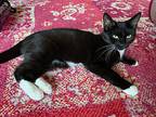 Lucia, Domestic Shorthair For Adoption In S. Ozone Park, New York