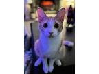 Fendi, Domestic Shorthair For Adoption In San Diego, California