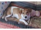 Adopt Quigley a Jack Russell Terrier